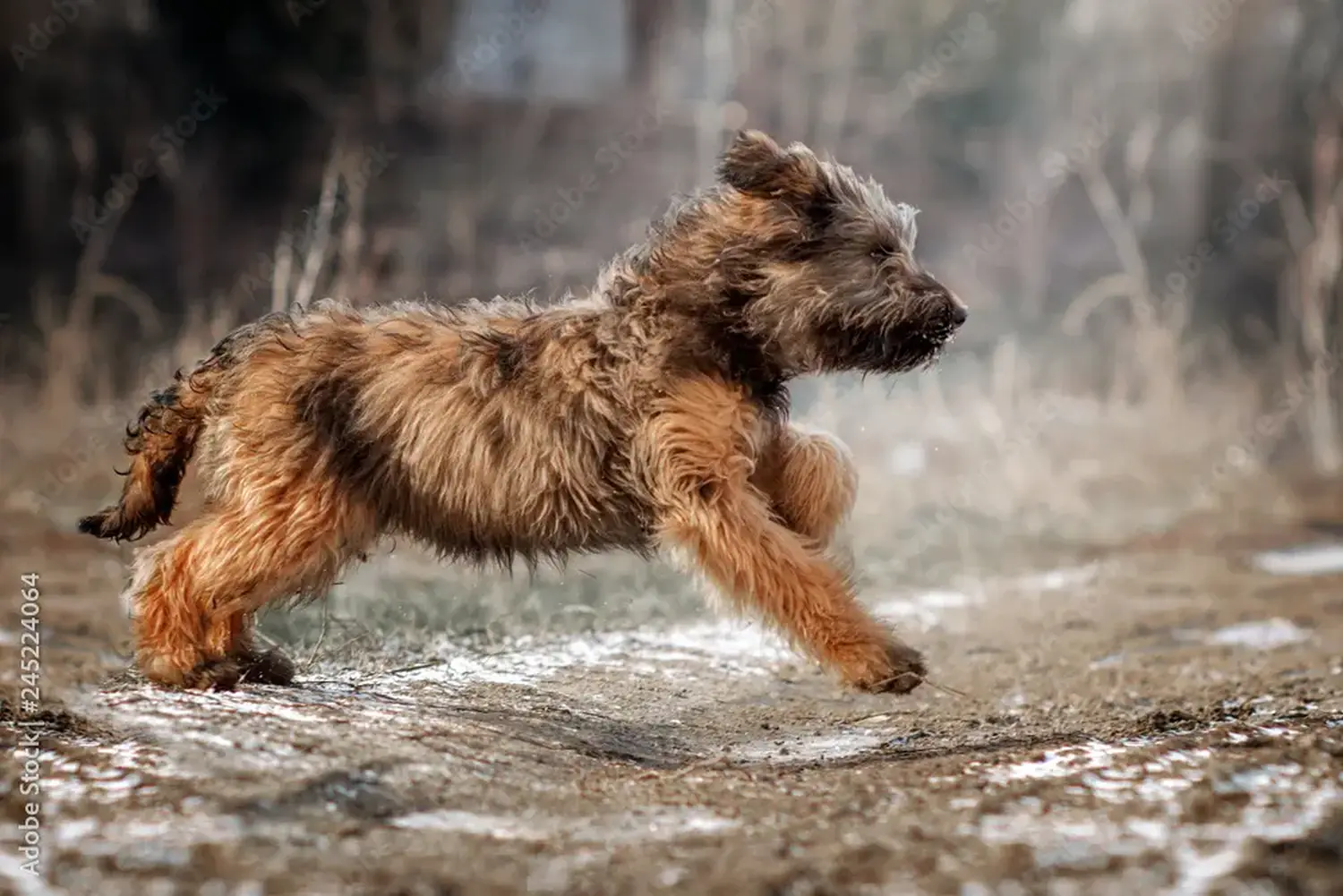Buying a Briard puppy means taking responsibility! Buy Briard puppies.