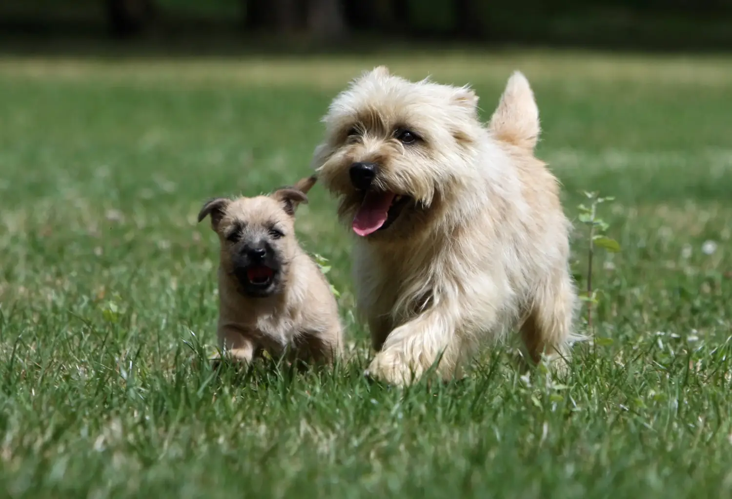 Buying a Cairn Terrier puppy means taking responsibility! Buy Cairn Terrier puppies.