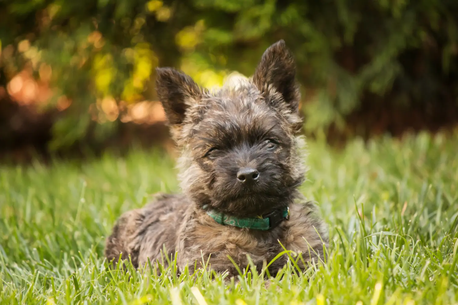 Buying a Cairn Terrier puppy means taking responsibility! Buy Cairn Terrier puppies.