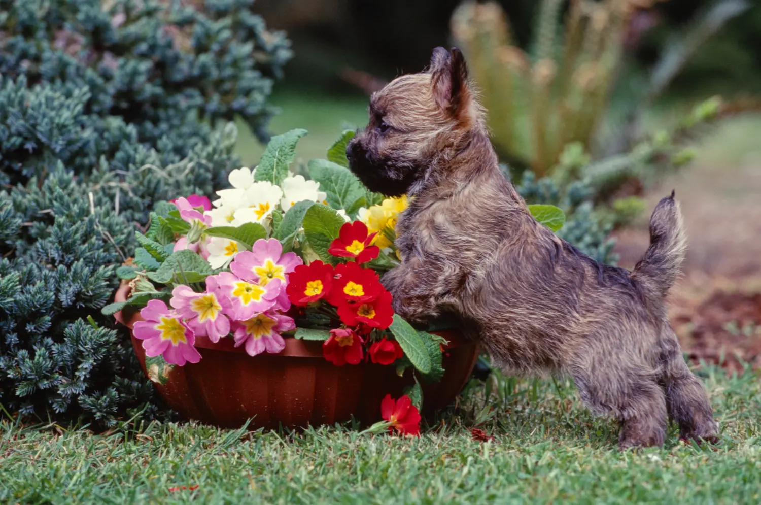 Buying a Cairn Terrier puppy means taking responsibility! Buy Cairn Terrier puppies.