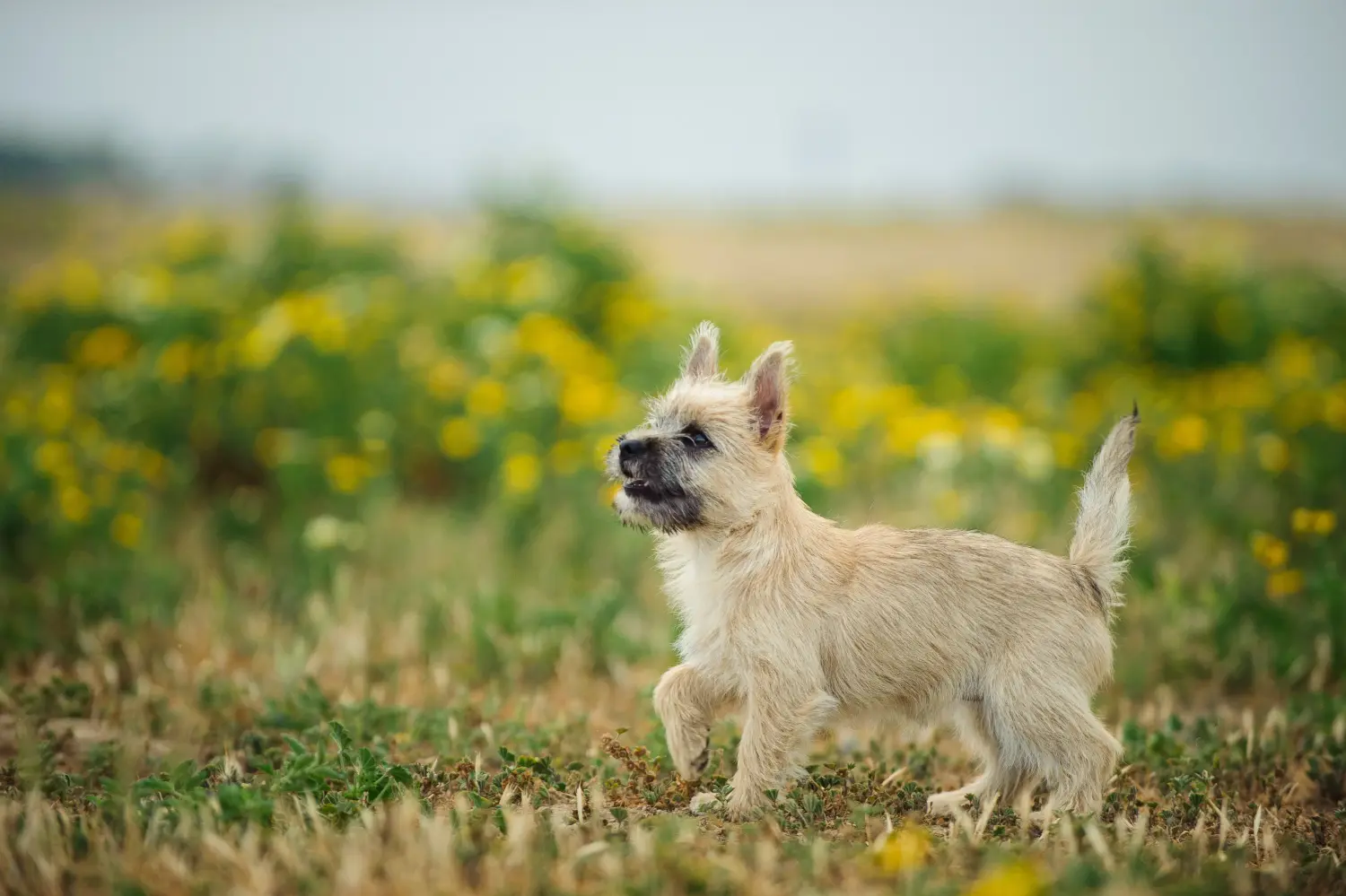 Buying a Cairn Terrier puppy means taking responsibility! Buy Cairn Terrier puppies.