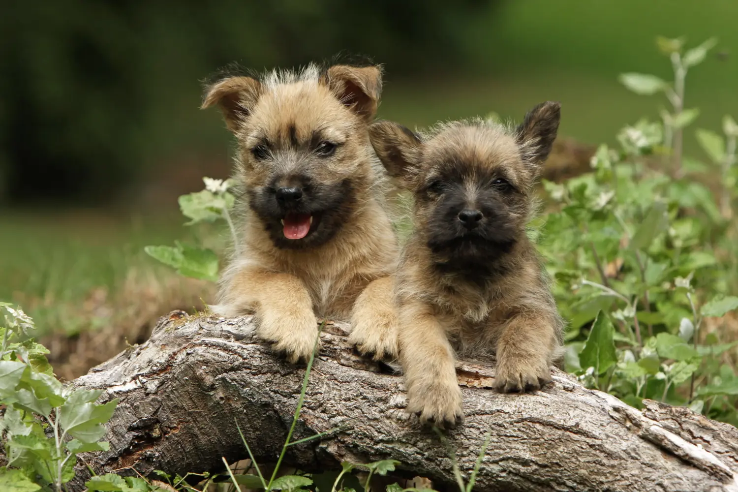Buying a Cairn Terrier puppy means taking responsibility! Buy Cairn Terrier puppies.