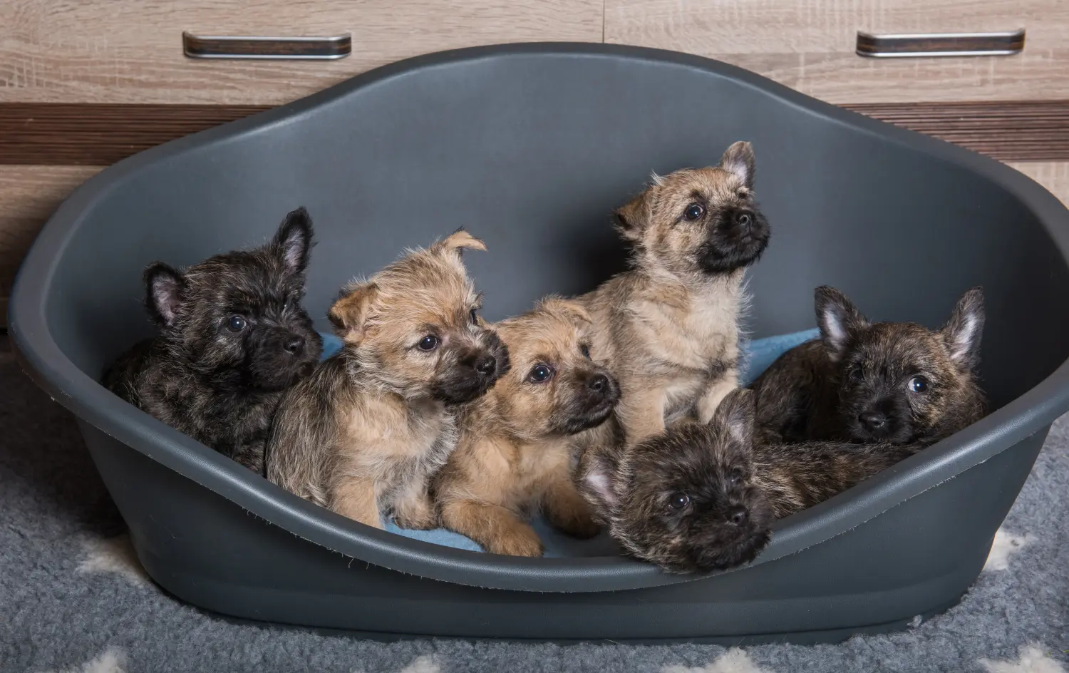 Buying a Cairn Terrier puppy means taking responsibility! Buy Cairn Terrier puppies.