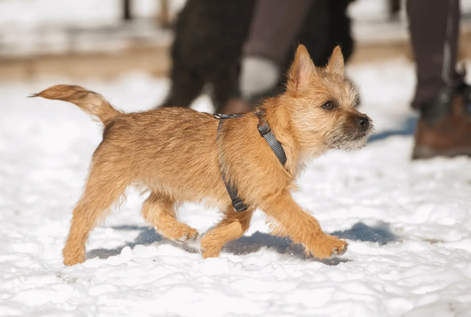 Buying a Cairn Terrier puppy means taking responsibility! Buy Cairn Terrier puppies.