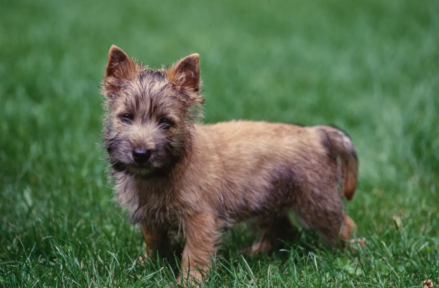 Buying a Cairn Terrier puppy means taking responsibility! Buy Cairn Terrier puppies.