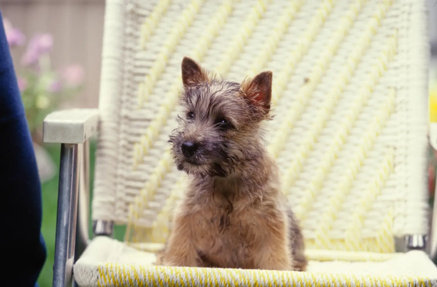 Buying a Cairn Terrier puppy means taking responsibility! Buy Cairn Terrier puppies.