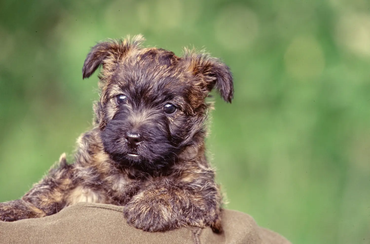 Buying a Cairn Terrier puppy means taking responsibility! Buy Cairn Terrier puppies.