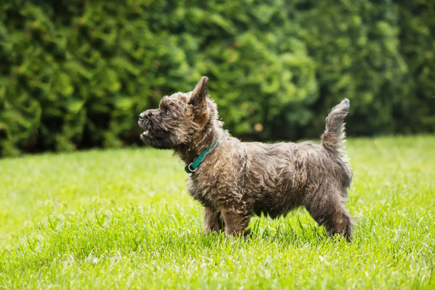 Buying a Cairn Terrier puppy means taking responsibility! Buy Cairn Terrier puppies.