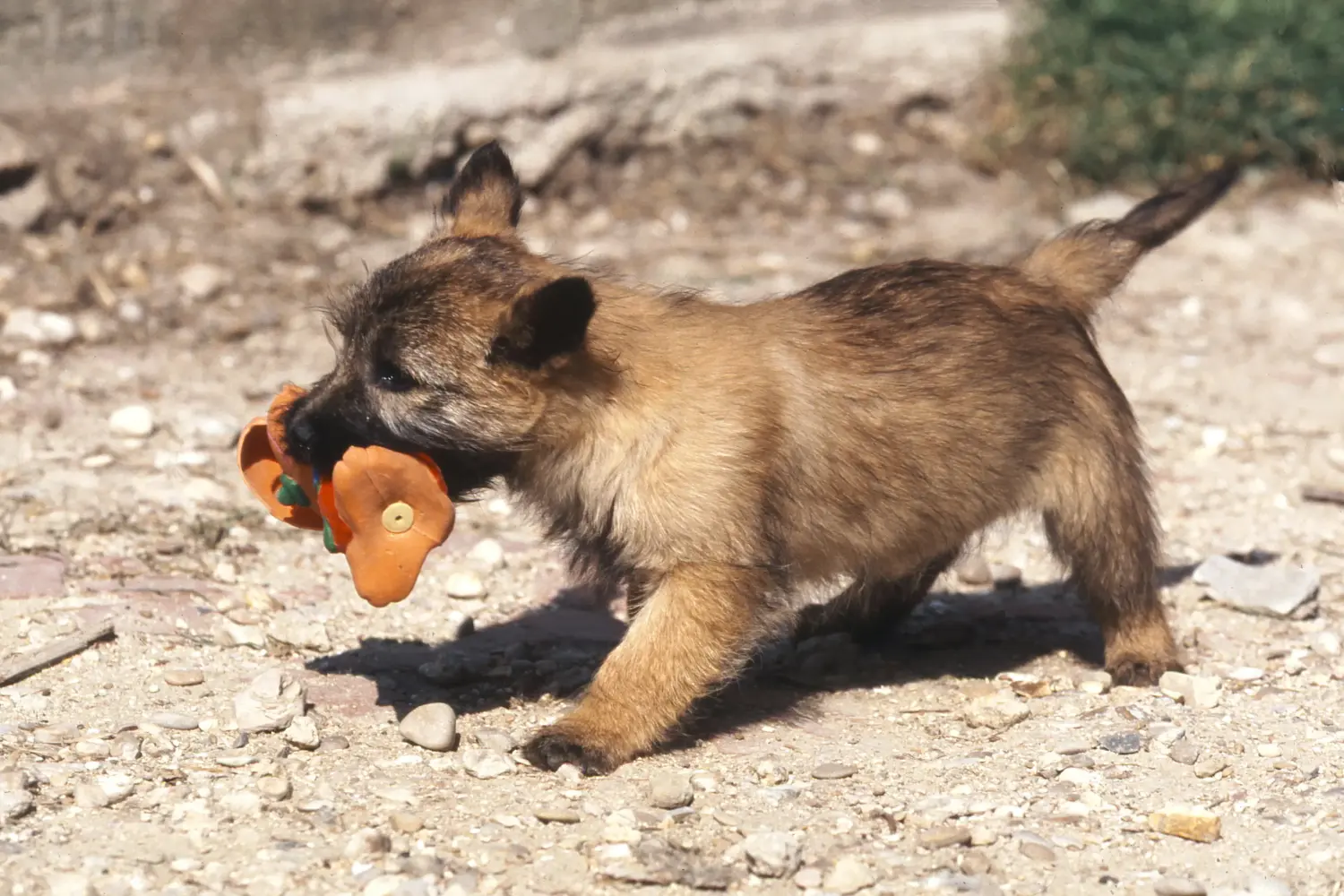 Buying a Cairn Terrier puppy means taking responsibility! Buy Cairn Terrier puppies.