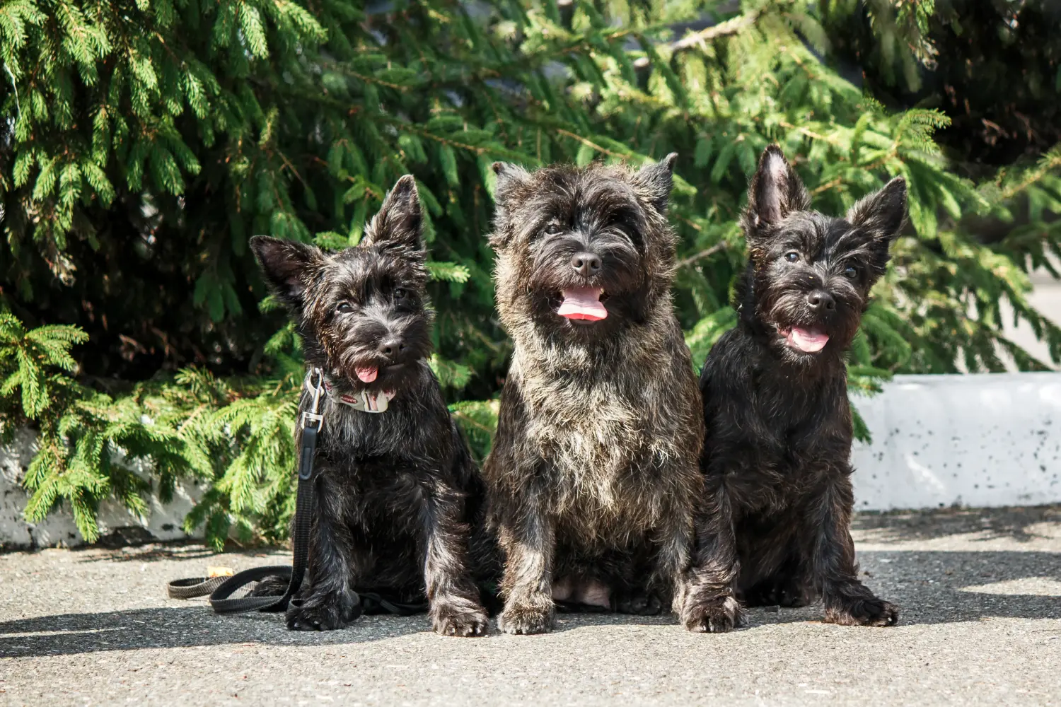 Buying a Cairn Terrier puppy means taking responsibility! Buy Cairn Terrier puppies.