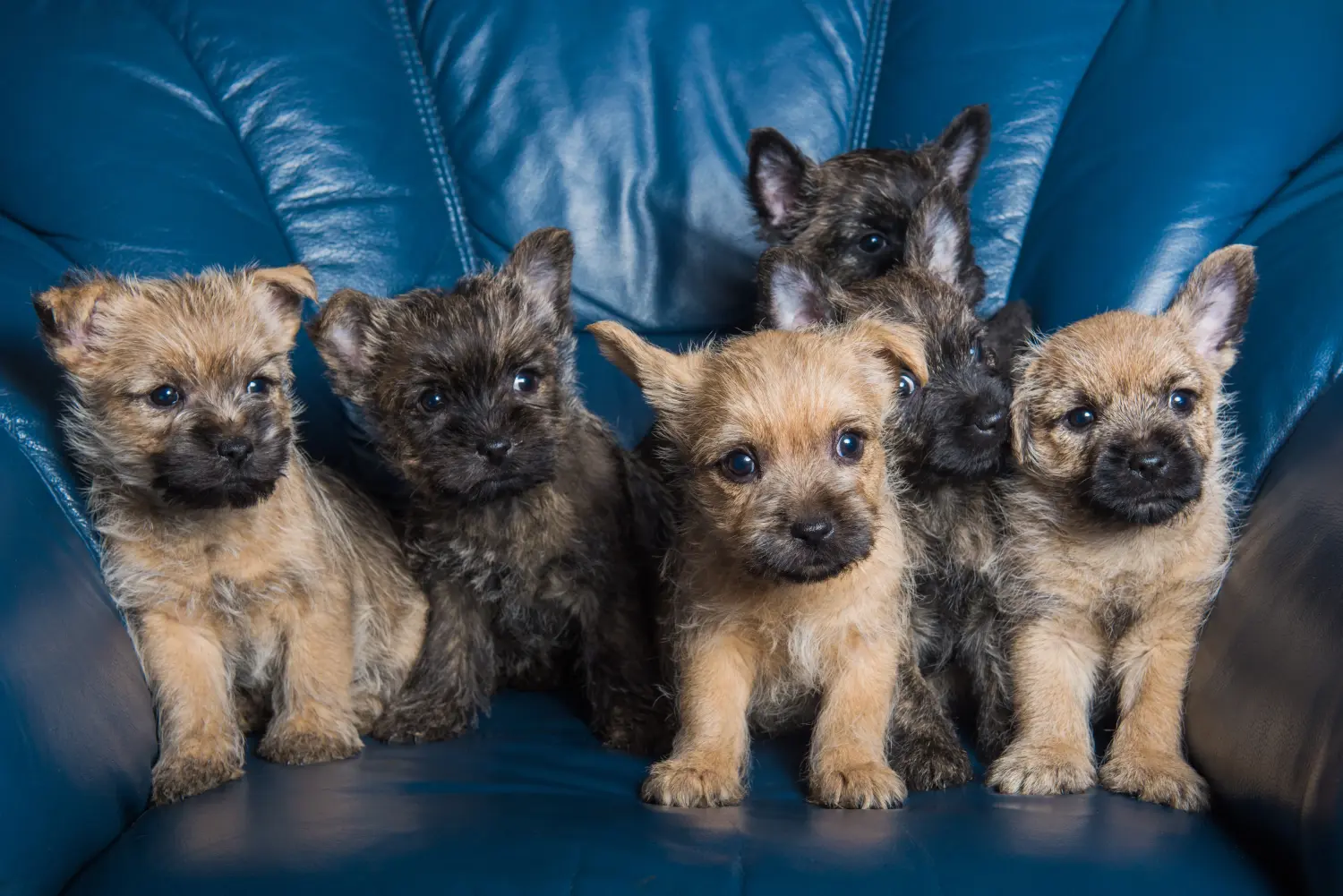 Buying a Cairn Terrier puppy means taking responsibility! Buy Cairn Terrier puppies.