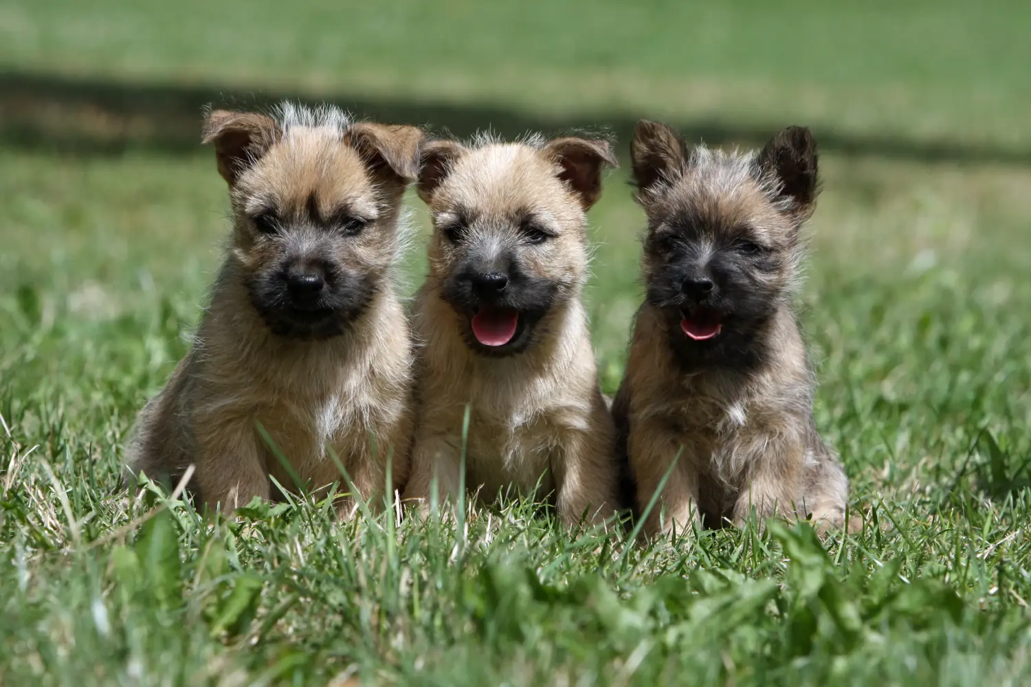 Buying a Cairn Terrier puppy means taking responsibility! Buy Cairn Terrier puppies.