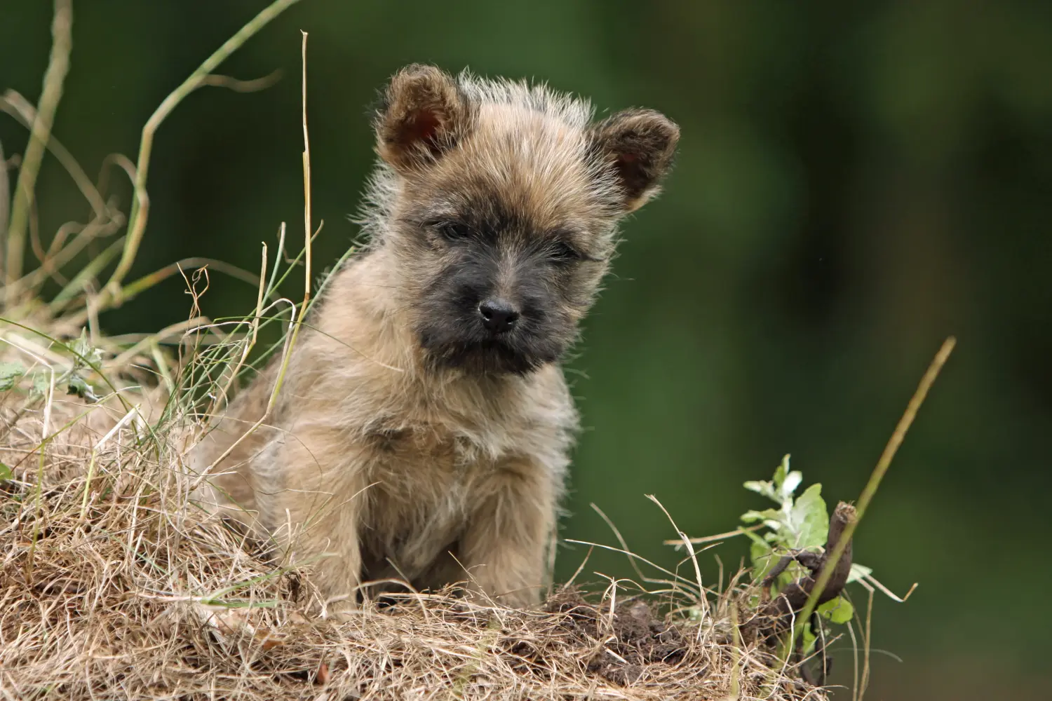 Buying a Cairn Terrier puppy means taking responsibility! Buy Cairn Terrier puppies.