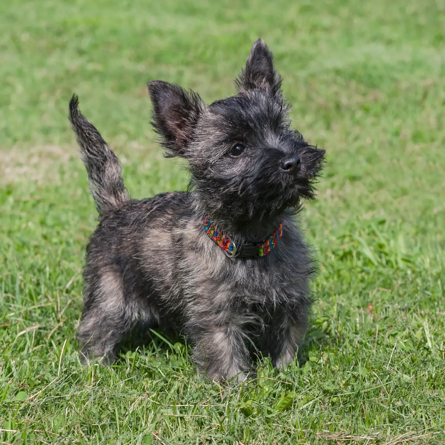 Buying a Cairn Terrier puppy means taking responsibility! Buy Cairn Terrier puppies.