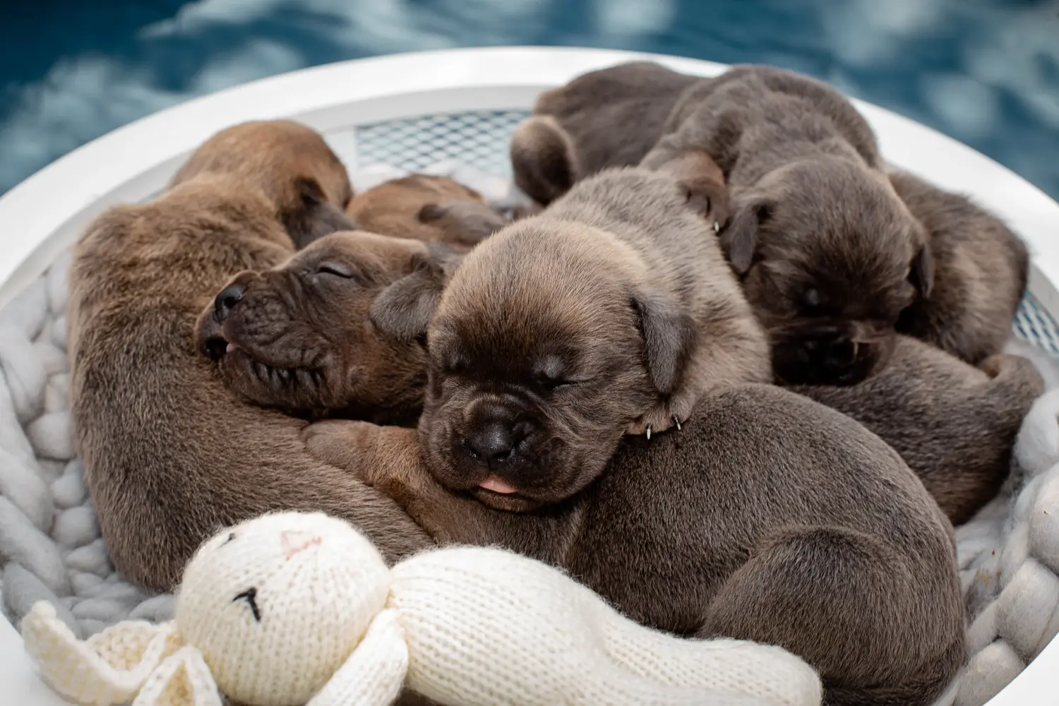Buying a Cane Corso Italiano puppy means taking responsibility! Buy Cane Corso Italiano puppies.