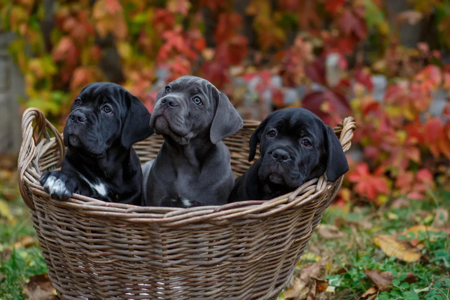 Buying a Cane Corso Italiano puppy means taking responsibility! Buy Cane Corso Italiano puppies.