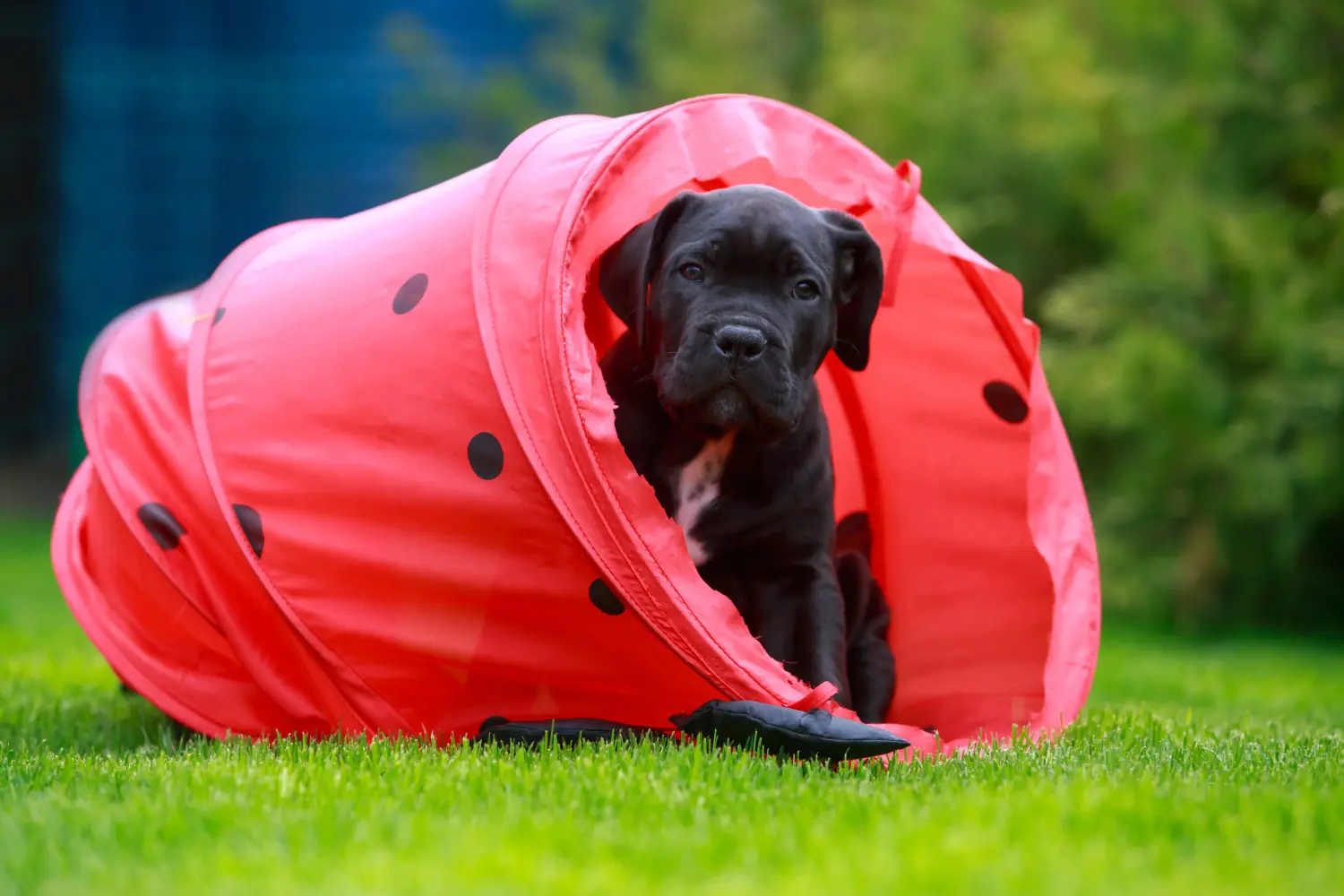 Buying a Cane Corso Italiano puppy means taking responsibility! Buy Cane Corso Italiano puppies.