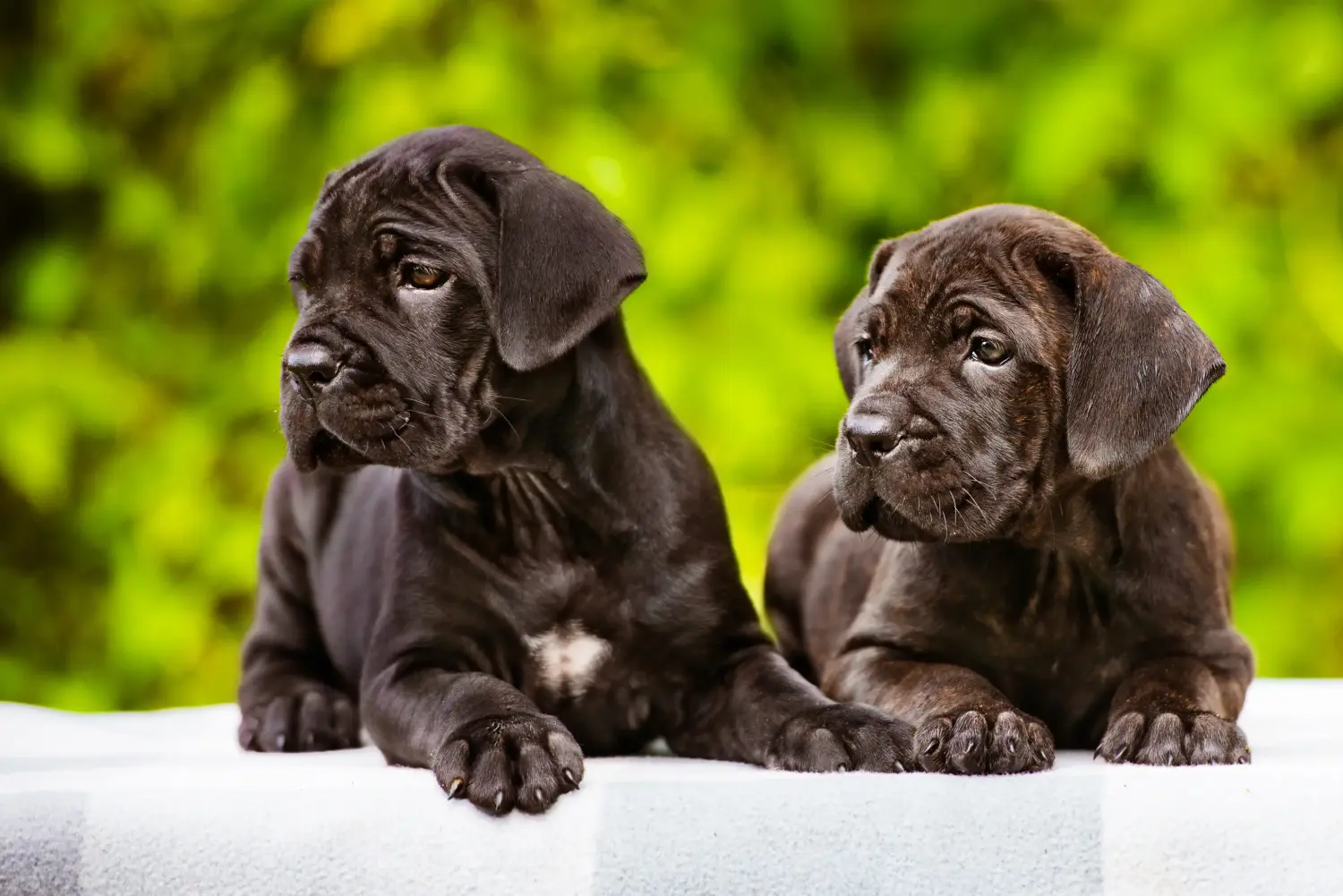 Buying a Cane Corso Italiano puppy means taking responsibility! Buy Cane Corso Italiano puppies.