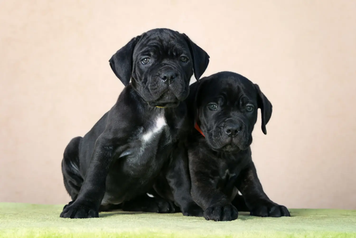 Buying a Cane Corso Italiano puppy means taking responsibility! Buy Cane Corso Italiano puppies.