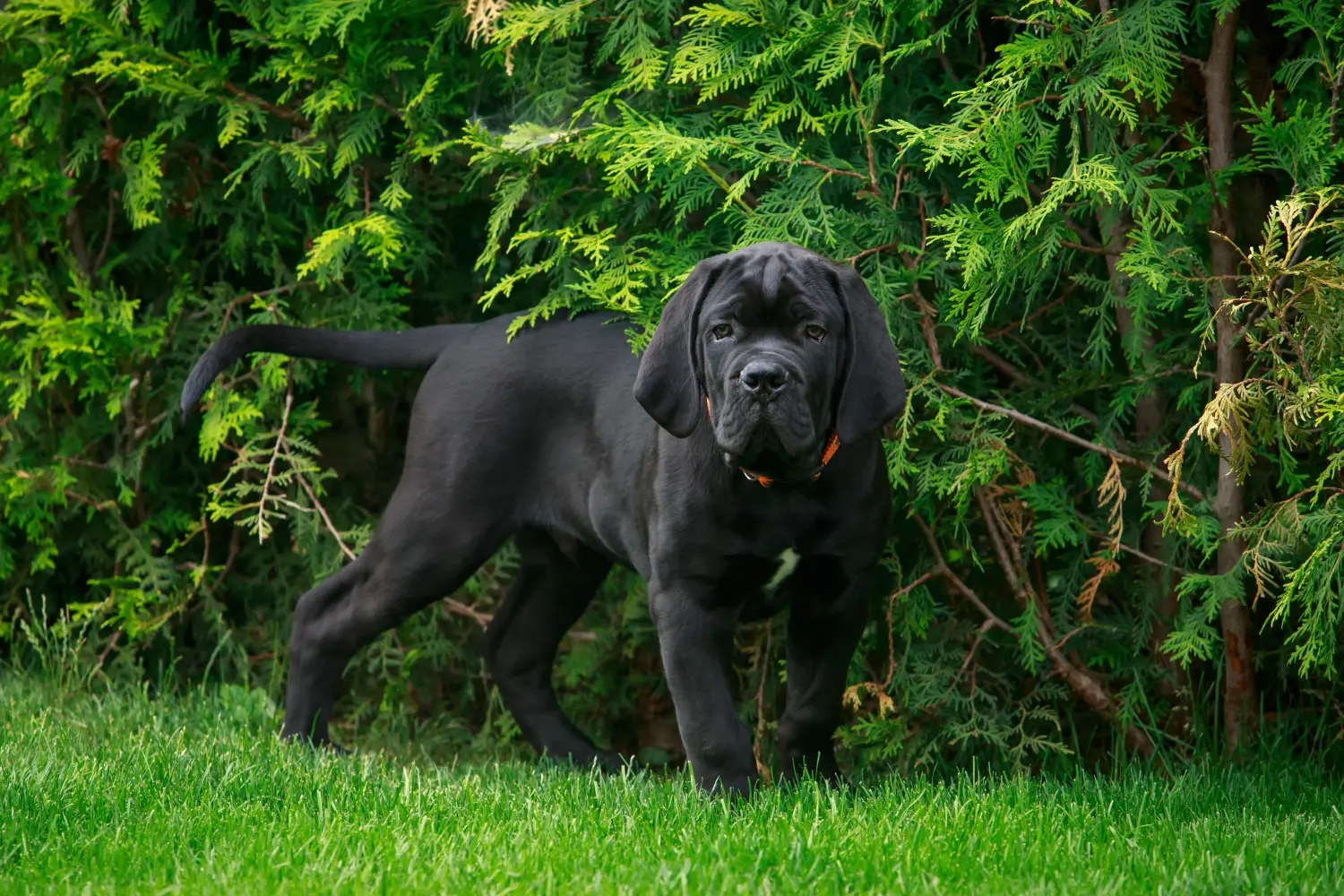 Buying a Cane Corso Italiano puppy means taking responsibility! Buy Cane Corso Italiano puppies.