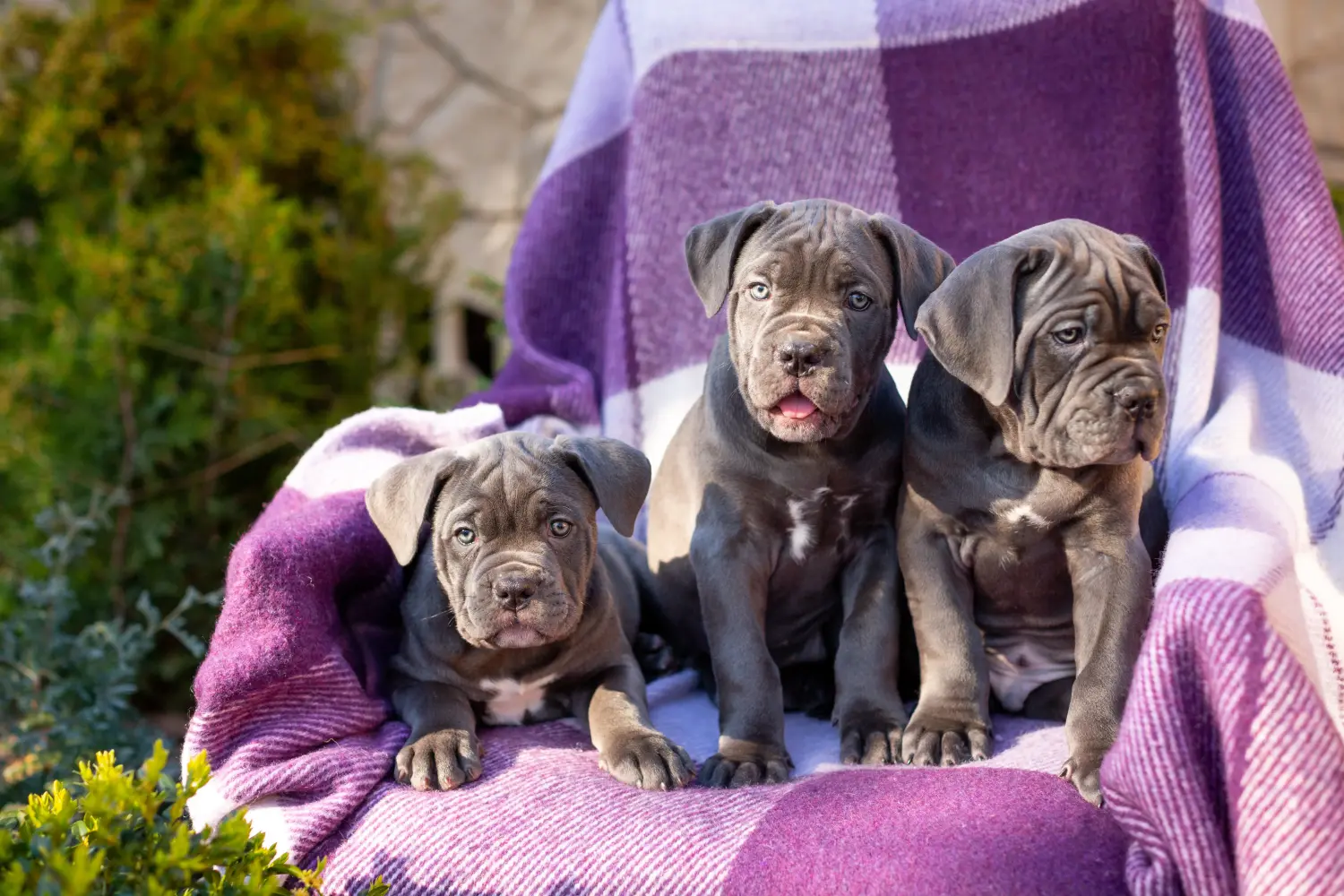 Buying a Cane Corso Italiano puppy means taking responsibility! Buy Cane Corso Italiano puppies.