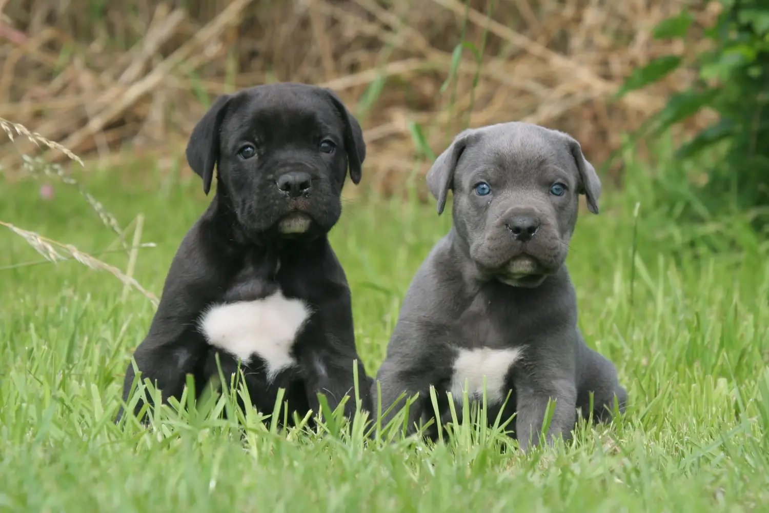Buying a Cane Corso Italiano puppy means taking responsibility! Buy Cane Corso Italiano puppies.