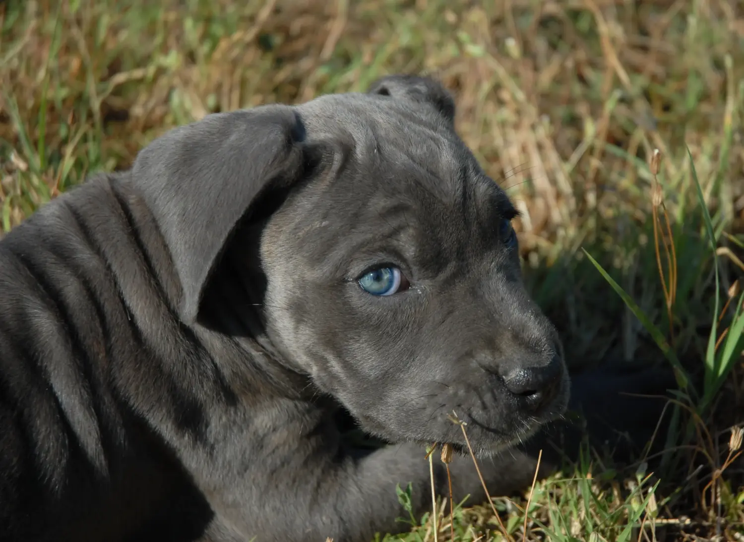 Buying a Cane Corso Italiano puppy means taking responsibility! Buy Cane Corso Italiano puppies.