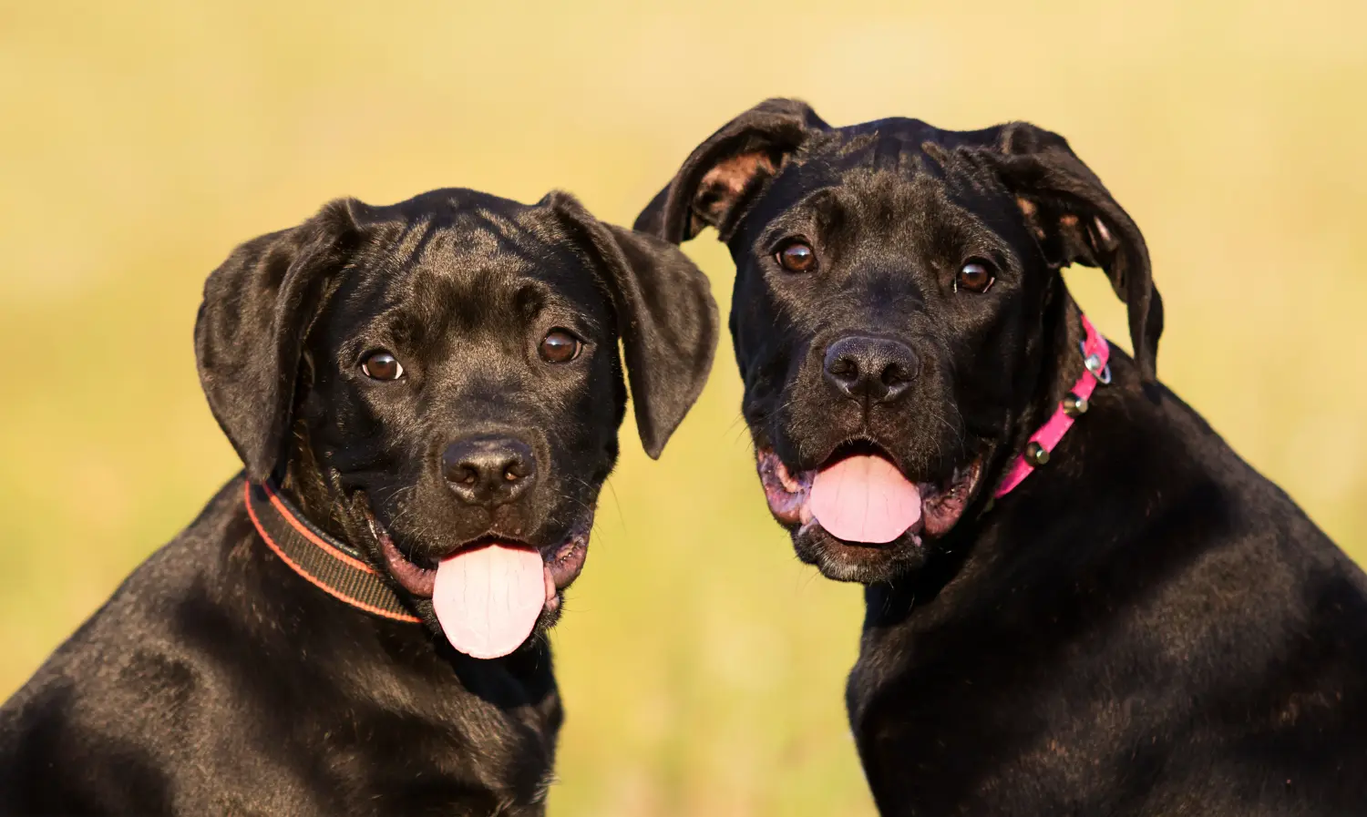 Buying a Cane Corso Italiano puppy means taking responsibility! Buy Cane Corso Italiano puppies.