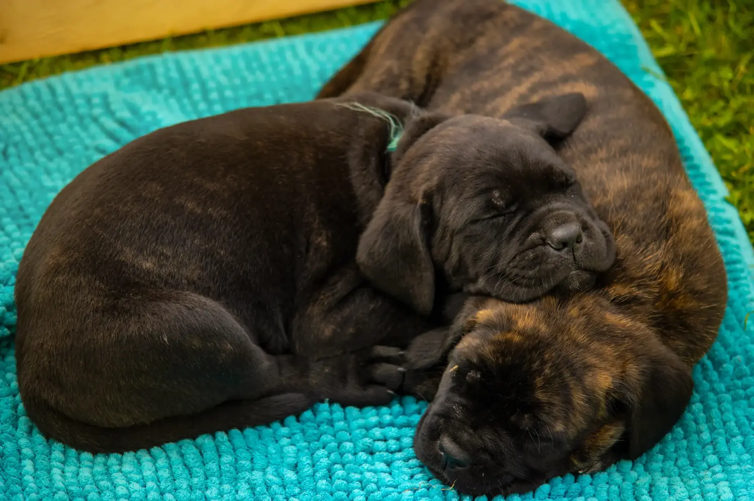 Buying a Cane Corso Italiano puppy means taking responsibility! Buy Cane Corso Italiano puppies.