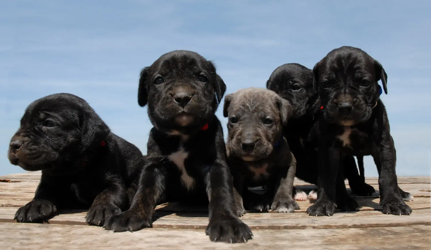 Buying a Cane Corso Italiano puppy means taking responsibility! Buy Cane Corso Italiano puppies.