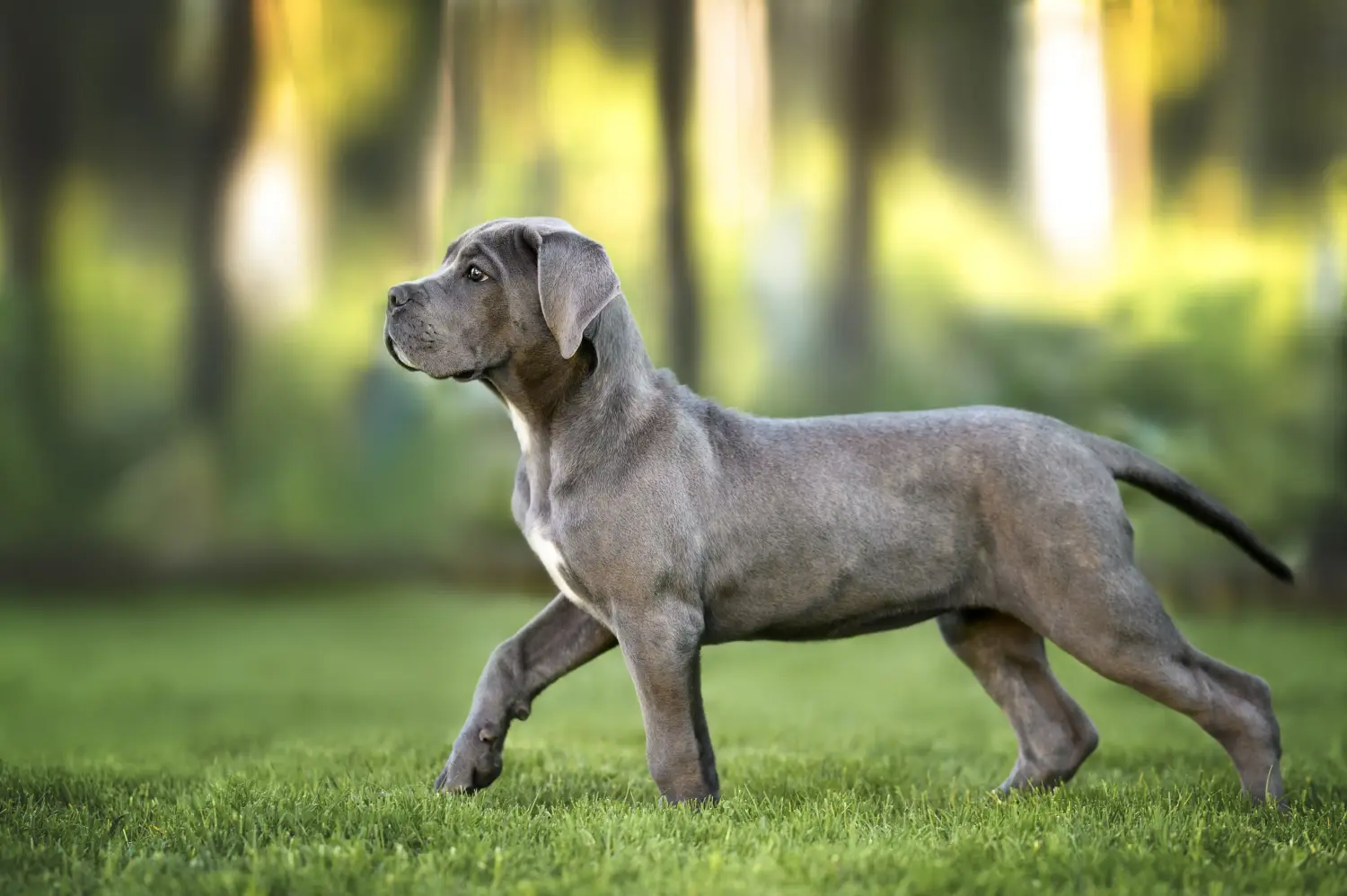 Buying a Cane Corso Italiano puppy means taking responsibility! Buy Cane Corso Italiano puppies.