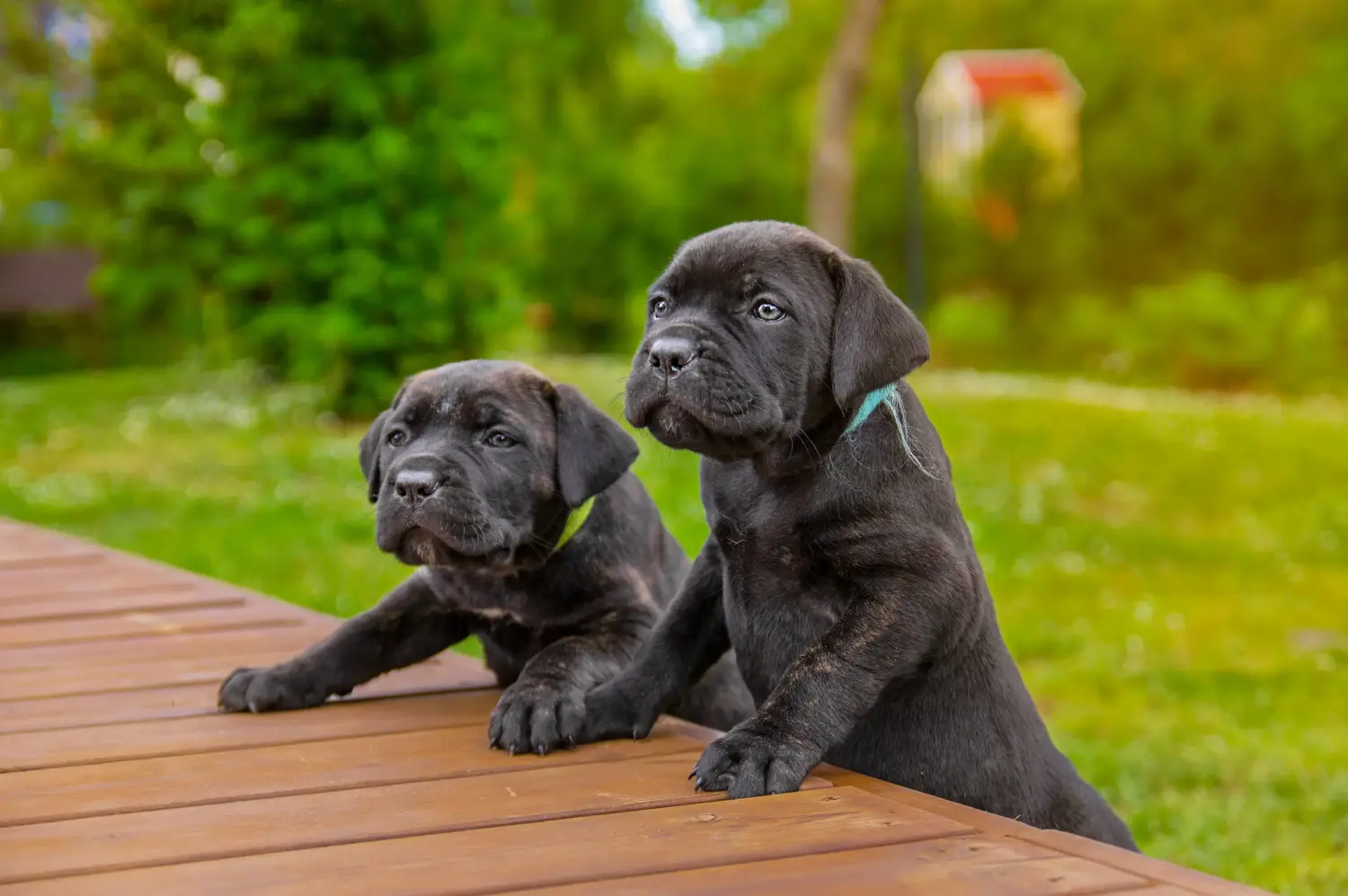 Buying a Cane Corso Italiano puppy means taking responsibility! Buy Cane Corso Italiano puppies.