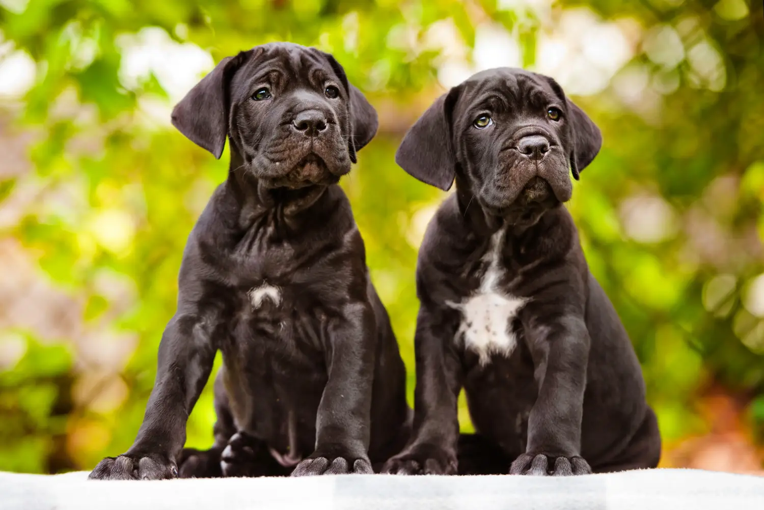 Buying a Cane Corso Italiano puppy means taking responsibility! Buy Cane Corso Italiano puppies.