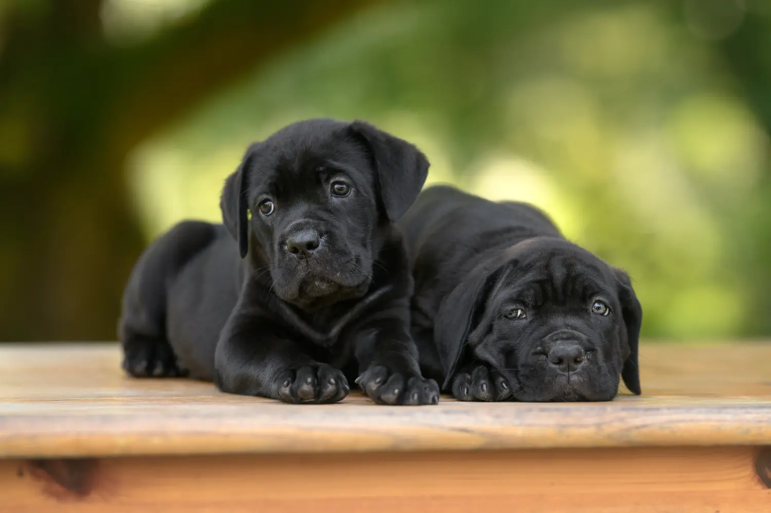Buying a Cane Corso Italiano puppy means taking responsibility! Buy Cane Corso Italiano puppies.
