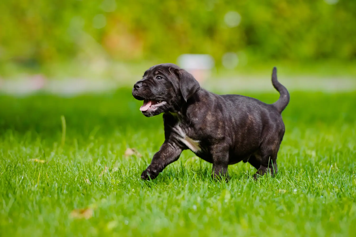 Buying a Cane Corso Italiano puppy means taking responsibility! Buy Cane Corso Italiano puppies.