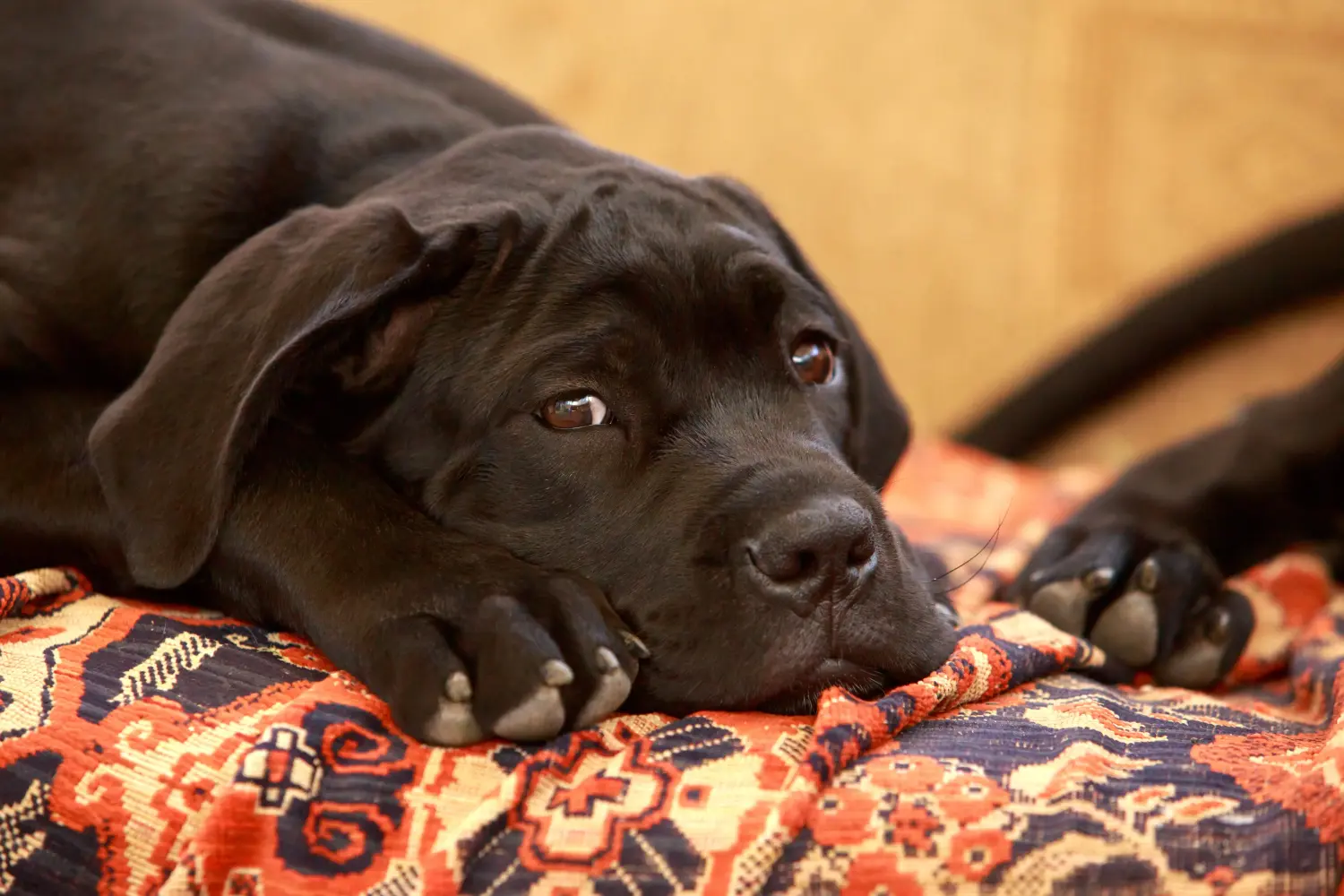 Buying a Cane Corso Italiano puppy means taking responsibility! Buy Cane Corso Italiano puppies.
