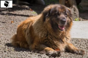 Read more about the article Cão Da Serra Da Estrela breeders and puppies in Corsica