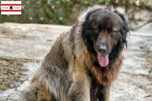 Read more about the article Cão Da Serra Da Estrela breeders and puppies in Drenthe