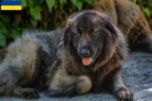 Read more about the article Cão Da Serra Da Estrela breeders and puppies in Gelderland