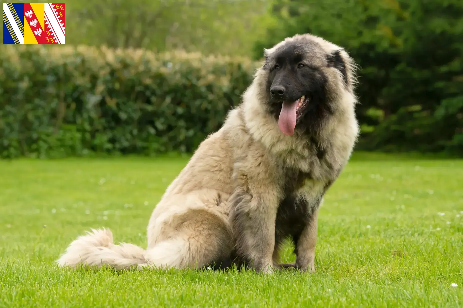 Read more about the article Cão Da Serra Da Estrela breeders and puppies in Grand Est