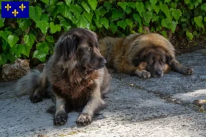 Read more about the article Cão Da Serra Da Estrela breeders and puppies in Île-de-France