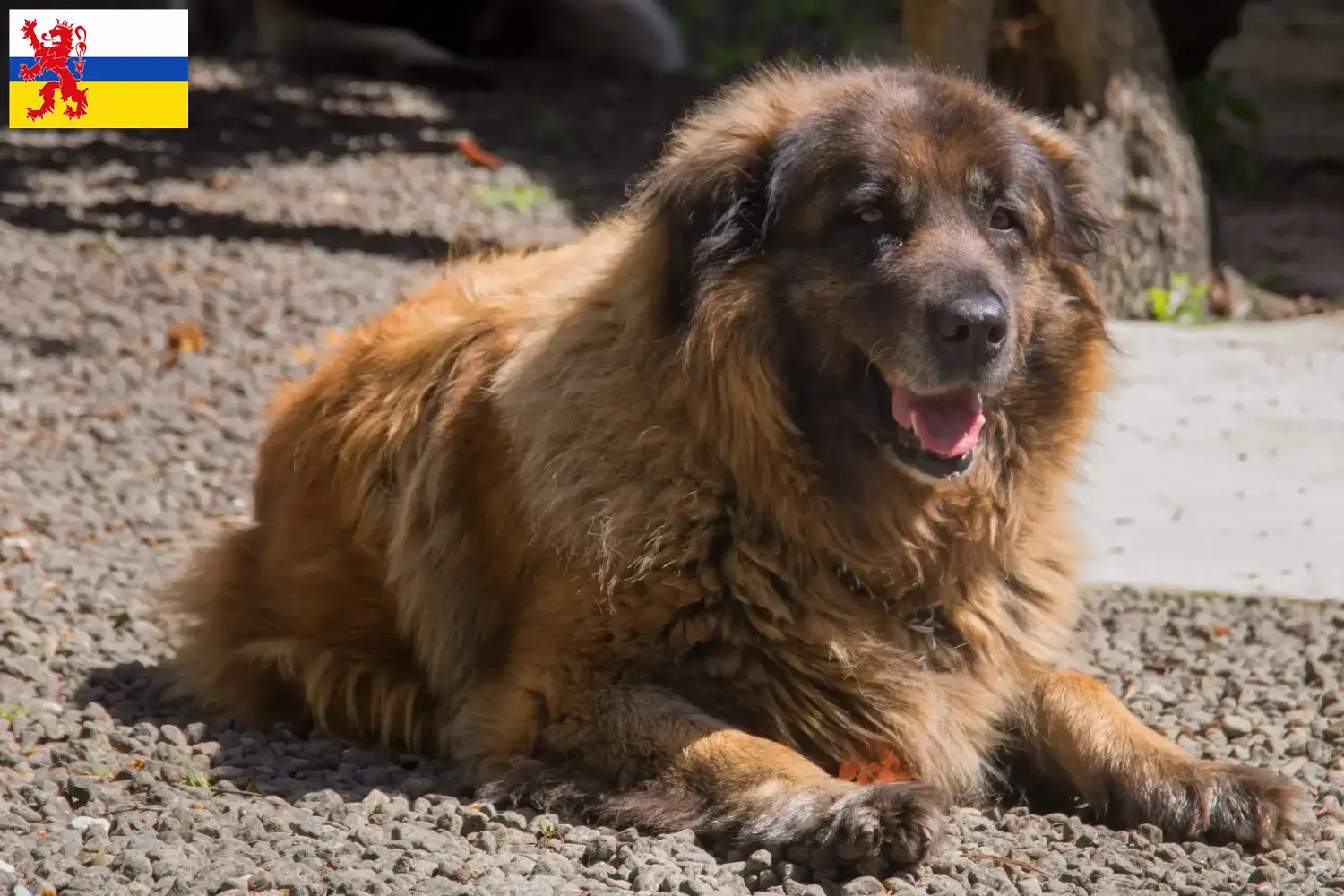 Read more about the article Cão Da Serra Da Estrela breeders and puppies in Limburg