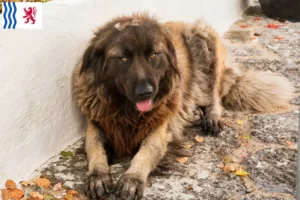 Read more about the article Cão Da Serra Da Estrela breeders and puppies in Nouvelle-Aquitaine