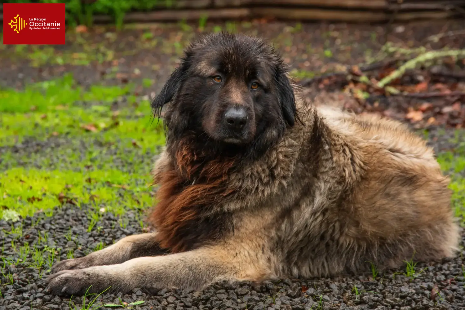 Read more about the article Cão Da Serra Da Estrela breeders and puppies in Occitania