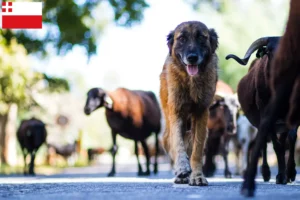 Read more about the article Cão Da Serra Da Estrela breeders and puppies in Utrecht