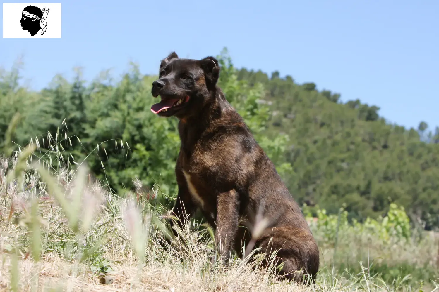 Cão Fila de São Miguel puppies and breeders Corsica Here you can find Cão Fila de São Miguel breeders in Corsica.