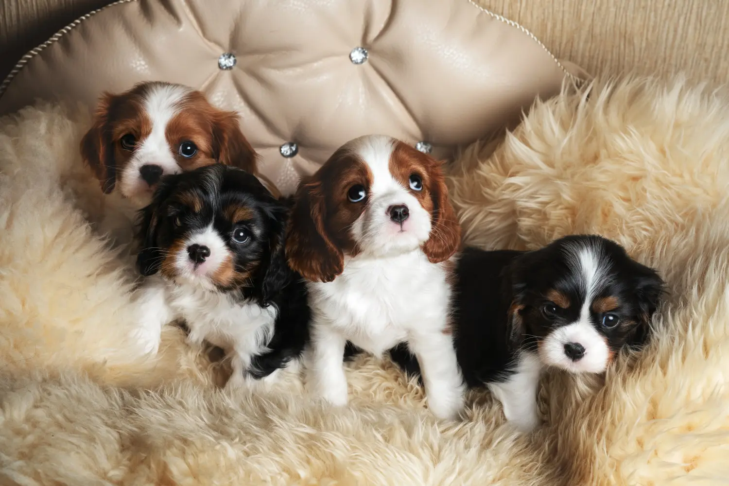 Buying a Cavalier King Charles Spaniel puppy means taking responsibility! Buy Cavalier King Charles Spaniel puppies.