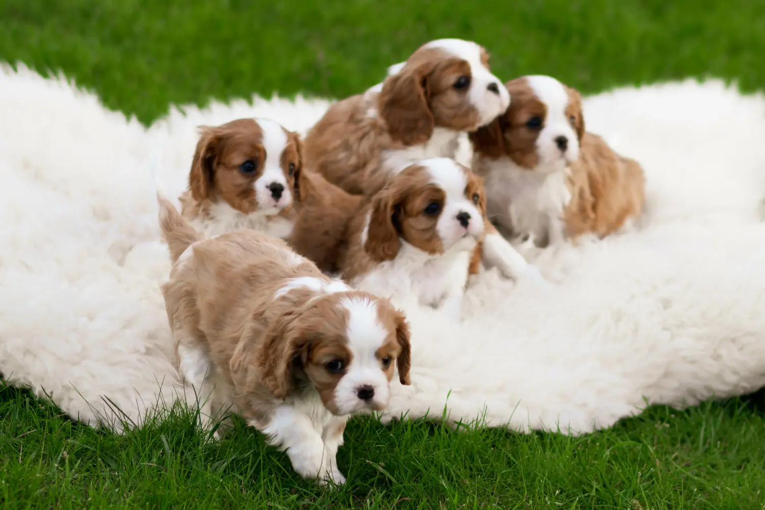 Buying a Cavalier King Charles Spaniel puppy means taking responsibility! Buy Cavalier King Charles Spaniel puppies.