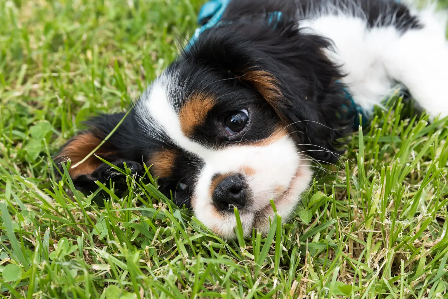 Buying a Cavalier King Charles Spaniel puppy means taking responsibility! Buy Cavalier King Charles Spaniel puppies.