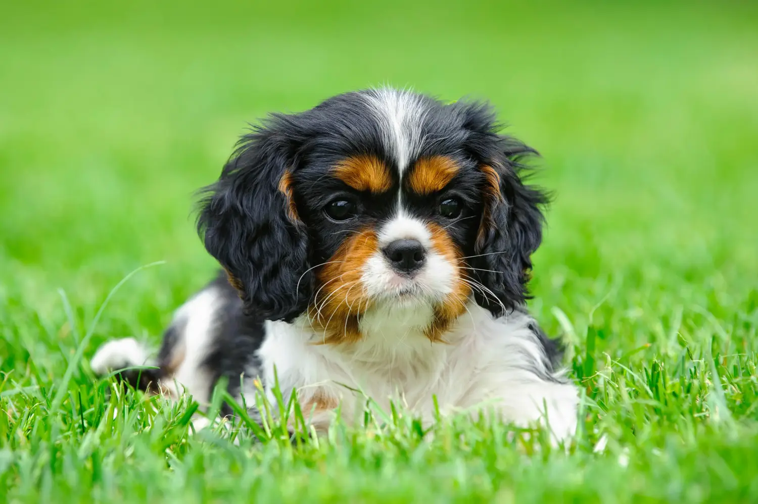 Buying a Cavalier King Charles Spaniel puppy means taking responsibility! Buy Cavalier King Charles Spaniel puppies.